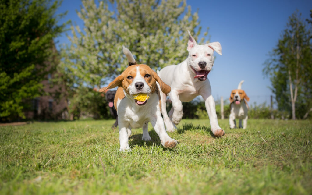 Group of dogs running on the lawn.